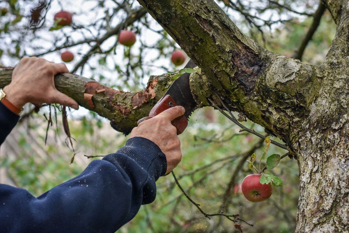 The Basics Of Tree Care